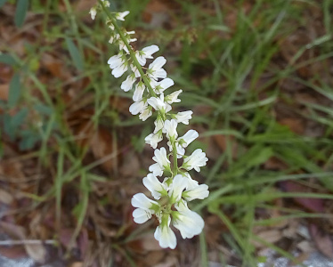 [A long stem has white blooms growing all along the length. At the top the petals are fully open while further down the stem the petals are smaller and more concealed by the green from which they will sprout.]